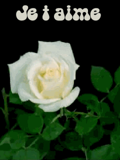 Gif je t'aime rose blanche